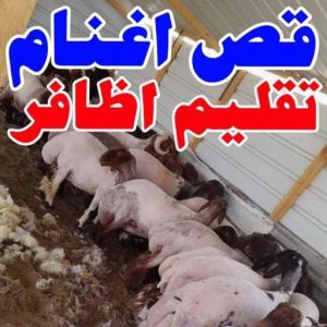 قص اغنام - تقليم اظافر - ابومحمود - اغنام الكويت - جز غنم - جز اغنام - جز صوف - حلاق اغنام - حلاق غنم - جز 3 167644045561822 قص اغنام - تقليم اظافر - ابومحمود - اغنام الكويت - جز غنم - جز اغنام - جز صوف - حلاق اغنام - حلاق غنم - جز