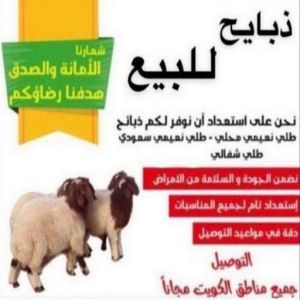 قصاب - قصاب متنقل - ابومحمود - ذبايح - ذبائح الكويت - غنم للبيع - اغنام للبيع - ذبايح للبيع - غنم - سوق غنم - اغنام عربى للبيع - جزار - ذبائح 3 1676441160368 قصاب - قصاب متنقل - ابومحمود - ذبايح - ذبائح الكويت - غنم للبيع - اغنام للبيع - ذبايح للبيع - غنم - سوق غنم - اغنام عربى للبيع - جزار - ذبائح